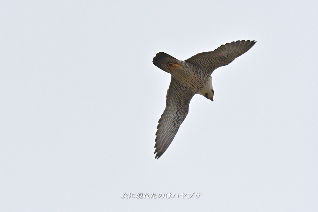 2020狙われる鳩